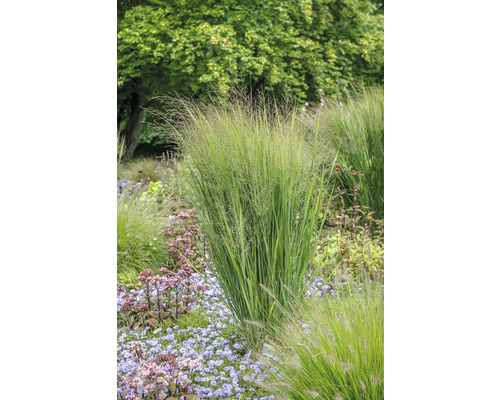 Trädgård med prydnadsgräs och blommor