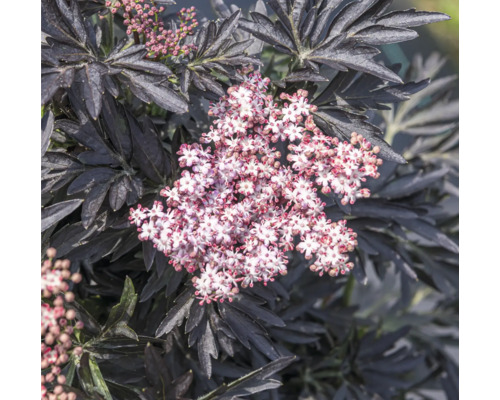 Fläderbuske med mörka blad och blommor