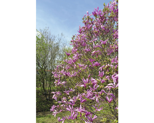 Magnolia träd med lila blommor i trädgården