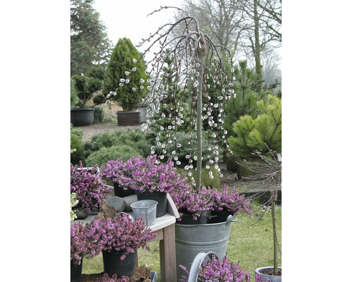 Trädgårdsscen med vide och ljung i krukor.