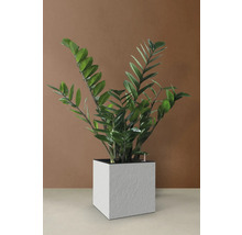 Zamioculcas krukväxt i en vit kruka