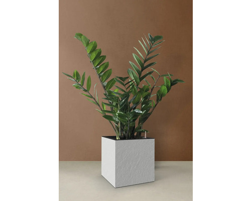 Zamioculcas krukväxt i en vit kruka