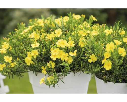 Växt med gula blommor i en kruka.