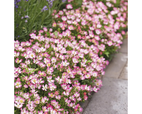 Rad rabattrosor med rosa kronblad och vit kant bredvid trottoarplattor