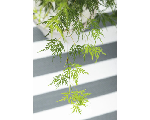 Hängande japansk lönn med fina blad