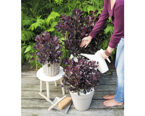 Scen med lacksumak i krukor i trädgården, vattnad med en vattenkanna