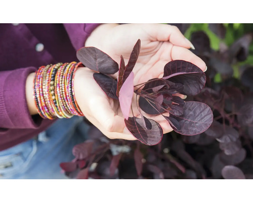 Närbild av en person som håller ett perukträd i sina händer