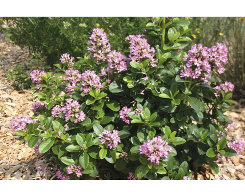 Blommande dvärgbuske i trädgården