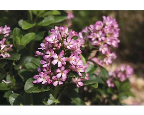 Närbild av ljungväxter med blommor