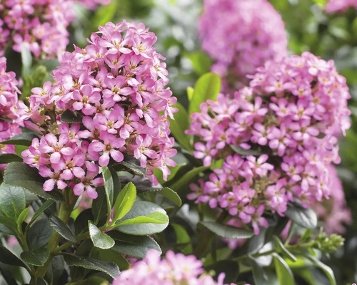 Blommande krypbergte med rosa blommor
