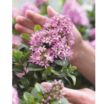 Närbild av en blommande buskkaprifol i en hand
