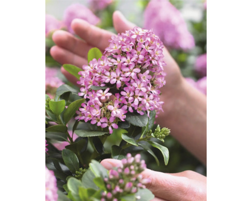 Närbild av en blommande buskkaprifol i en hand