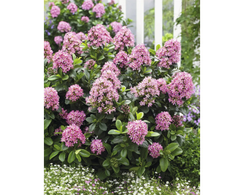 Närbild av en blommande dvärgkornellbuske i trädgården.