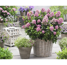 Trädgårdsscen med blommande växter i korgar och krukor.