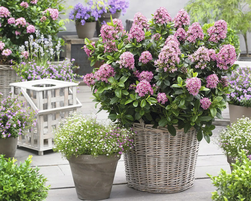 Trädgårdsscen med blommande växter i korgar och krukor.