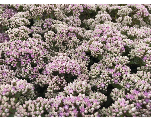 Närbild av fetbladsväxter