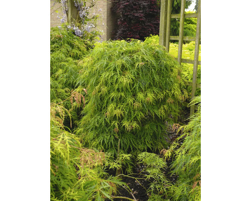 Japansk lönn i trädgården