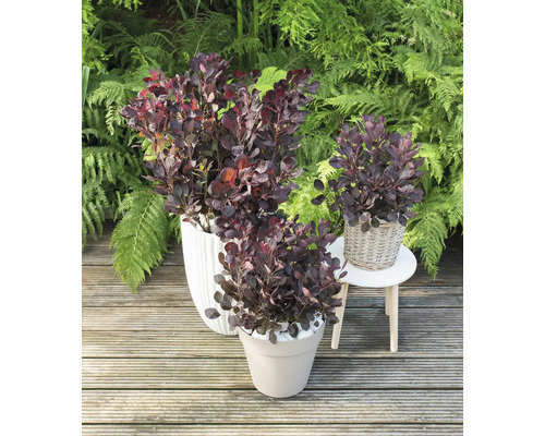 Tre rödbladiga perukbuskar i planteringskärl på en träterrass framför gröna växter.