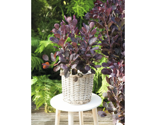 Röd perukbuske i korg på en pall