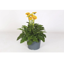 Gerbera FLORASELF Garvinea® Sweet Blaze krukstorlek Ø23cm