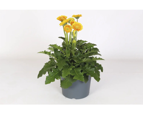 Gerbera växt i kruka med gula blommor