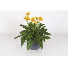 Gerbera FLORASELF Garvinea® Sweet Blaze krukstorlek Ø23cm