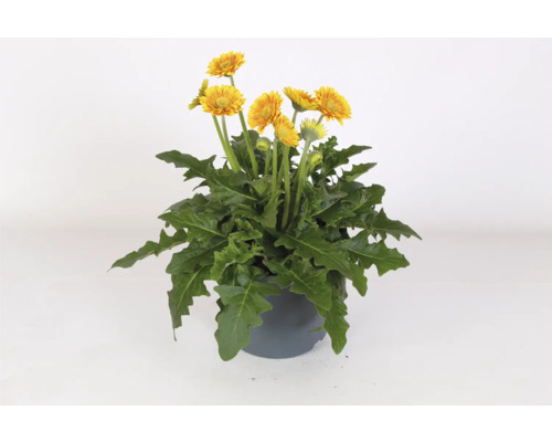 Gerbera växt i kruka med gula blommor