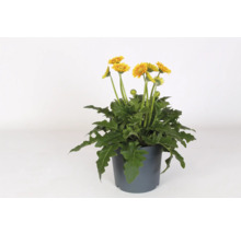 Gerbera FLORASELF Garvinea® Sweet Blaze krukstorlek Ø23cm