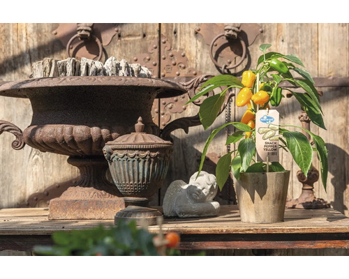 Gul snackpaprikaväxt uppställd med dekorationer på ett träbord framför en trädörr