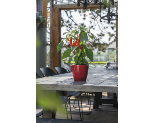 Chiliplanta i kruka på ett träbord