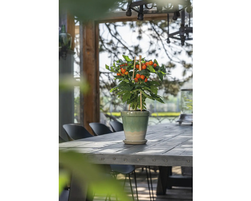 Tomatplanta i kruka på ett träbord utomhus.