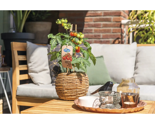 Körsbärstomat i en flätad kruka på ett trädgårdsbord