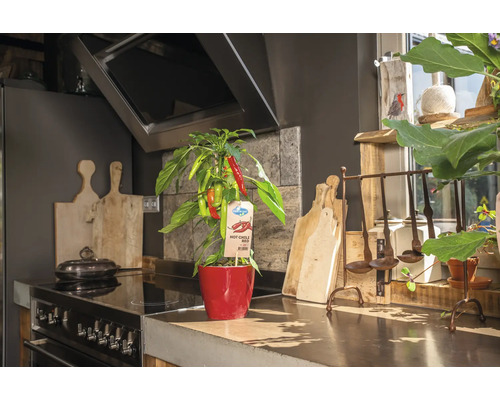 Chiliplanta i en röd kruka i ett kök.
