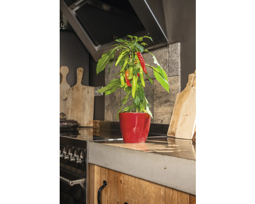 Chiliplanta i röd kruka på en köksbänk.