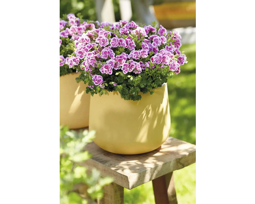 Pelargoner i kruka på en träpall