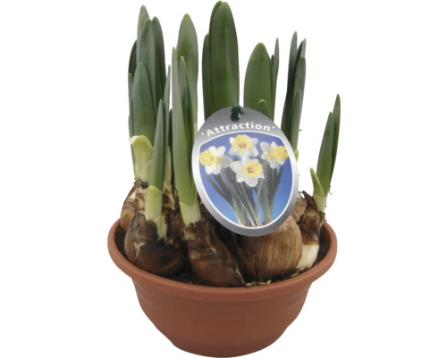 Narcisser av sorten Attraction i en kruka