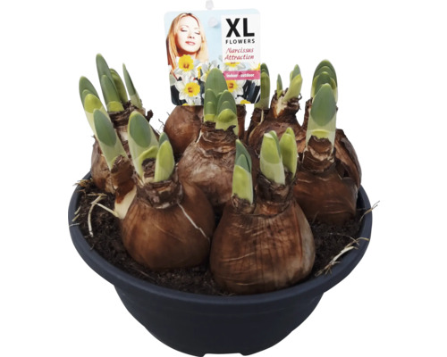 Narcisslökar i en kruka med unga skott