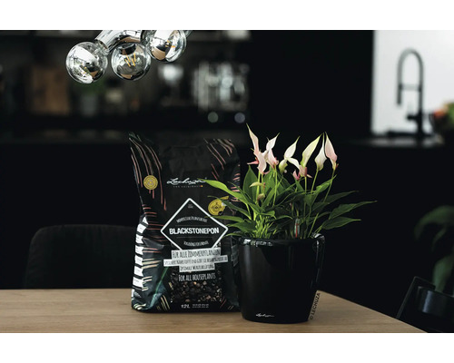 Lechuza Blackstonepon krukväxtjord bredvid anthurium i svart blomkruka