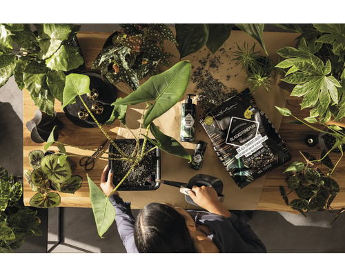 Vy från ovan: Kvinna vattnar krukväxter med planteringsjord, växtbehållare och trädgårdsredskap på ett bord.