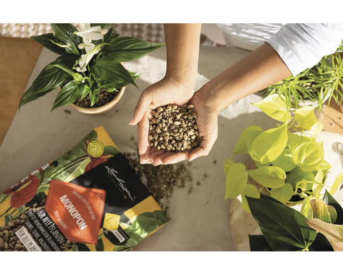 Person håller lecakulor i händerna bredvid krukväxter och ett paket Lechuza Monopon växtnäring.
