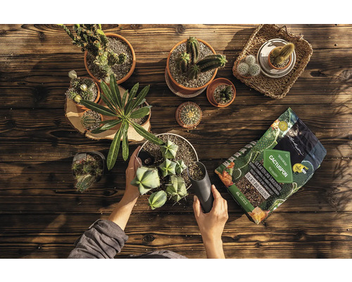 Person planterar kaktusar med kaktusjord på ett träbord