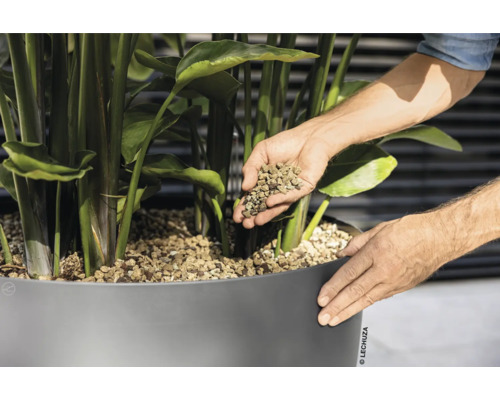 Person fyller lecakulor i en planteringslåda med växt