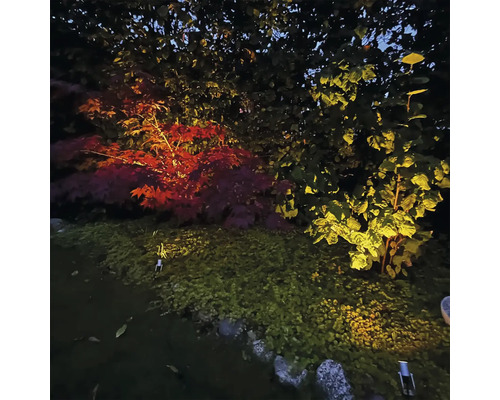 Belyst trädgårdslandskap med träd och växter