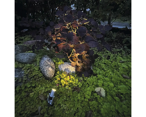 Belyst trädgård med prydnadsbuske, stenar och marktäckare