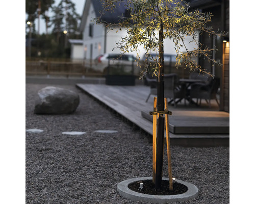 Trädgårdsscen med träd och utomhusbelysning