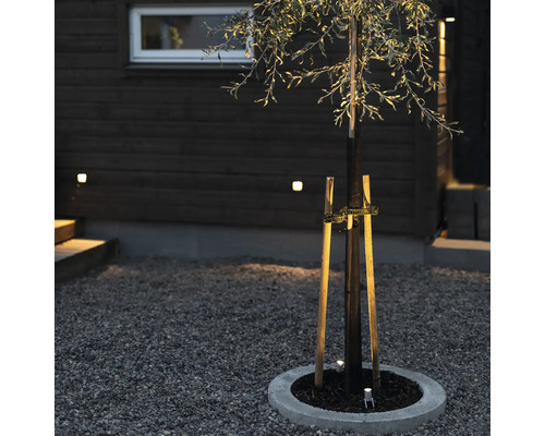 Belyst träd med stöd i en grusträdgård på natten