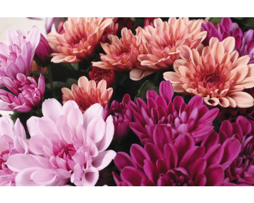 Närbild av krysantemumblommor