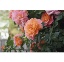 Ros FLORASELF Rosa 'Sugar Candy' Co 3,5L