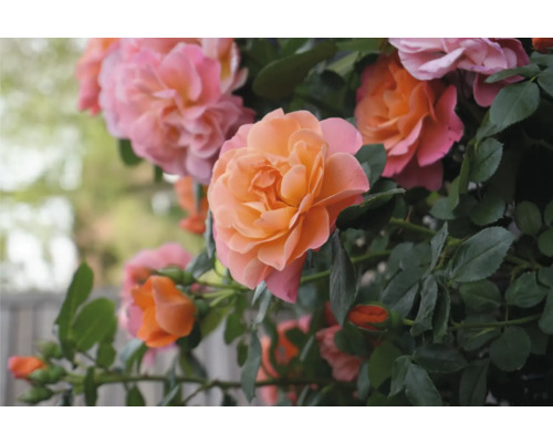 Närbild av rosenblommor med blad