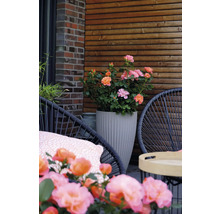 Ros FLORASELF Rosa 'Sugar Candy' Co 3,5L